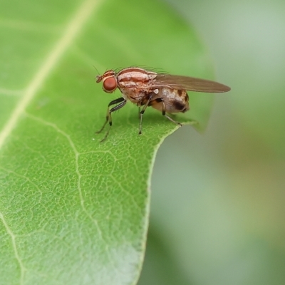 Sapromyza brunneovittata (A lauxid fly) at Wodonga - 1 Apr 2023 by KylieWaldon