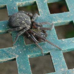 Badumna insignis (Black House Spider) at Flea Bog Flat to Emu Creek Corridor - 31 Mar 2023 by JohnGiacon