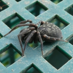 Badumna insignis at Belconnen, ACT - 1 Apr 2023