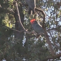 Callocephalon fimbriatum (Gang-gang Cockatoo) at Mawson, ACT - 30 Mar 2023 by stofbrew