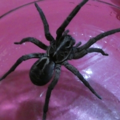 Tasmanicosa sp. (genus) (Unidentified Tasmanicosa wolf spider) at Flea Bog Flat to Emu Creek Corridor - 27 Mar 2023 by JohnGiacon