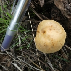 Unidentified Fungus at Emu Creek - 27 Mar 2023 by JohnGiacon