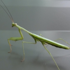 Unidentified Praying mantis (Mantodea) at Belconnen, ACT - 26 Mar 2023 by JohnGiacon