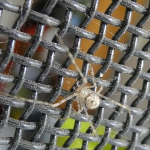 Cryptachaea gigantipes at Belconnen, ACT - 26 Mar 2023