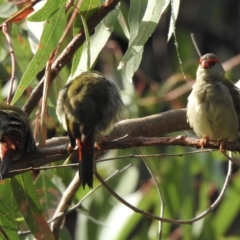 Neochmia temporalis (Red-browed Finch) at Wangaratta, VIC - 22 Mar 2023 by GlossyGal