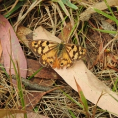 Heteronympha penelope (Shouldered Brown) at Tremont, VIC - 22 Mar 2023 by GlossyGal