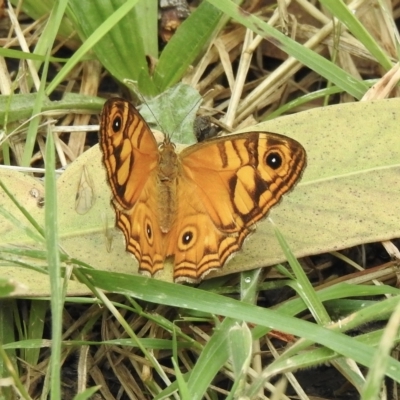 Geitoneura acantha (Ringed Xenica) at Dandenong Ranges National Park - 22 Mar 2023 by GlossyGal