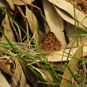 Geitoneura acantha at Tremont, VIC - 22 Mar 2023