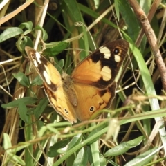 Heteronympha merope (Common Brown Butterfly) at Tremont, VIC - 22 Mar 2023 by GlossyGal