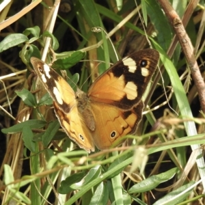 Heteronympha merope at Tremont, VIC - 22 Mar 2023 02:04 PM