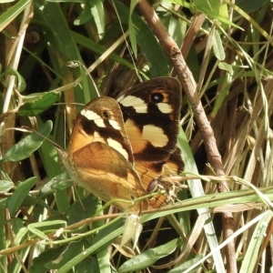 Heteronympha merope at Tremont, VIC - 22 Mar 2023 02:04 PM