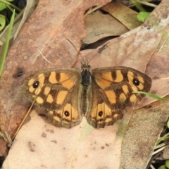 Geitoneura klugii (Marbled Xenica) at Tremont, VIC - 22 Mar 2023 by GlossyGal