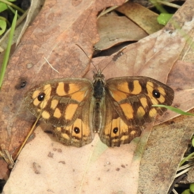 Geitoneura klugii (Marbled Xenica) at Dandenong Ranges National Park - 22 Mar 2023 by GlossyGal