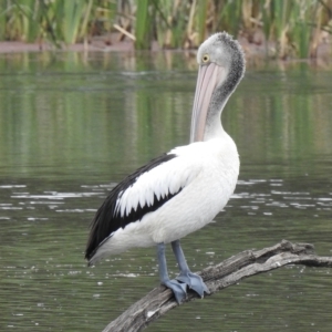 Pelecanus conspicillatus at Wheelers Hill, VIC - 24 Mar 2023