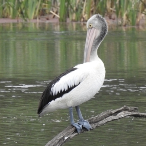 Pelecanus conspicillatus at Wheelers Hill, VIC - 24 Mar 2023 01:58 PM