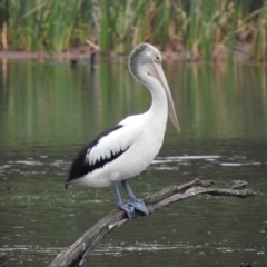 Pelecanus conspicillatus at Wheelers Hill, VIC - 24 Mar 2023