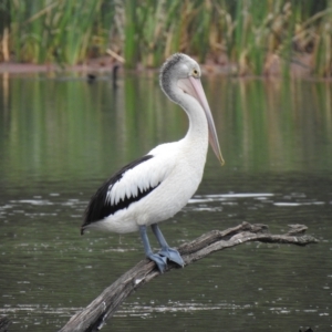 Pelecanus conspicillatus at Wheelers Hill, VIC - 24 Mar 2023