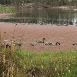 Cygnus atratus at Wheelers Hill, VIC - 24 Mar 2023