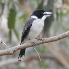 Cracticus torquatus (Grey Butcherbird) at Dandenong Ranges National Park - 22 Mar 2023 by GlossyGal