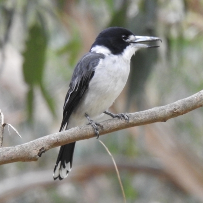 Cracticus torquatus (Grey Butcherbird) at Dandenong Ranges National Park - 22 Mar 2023 by GlossyGal