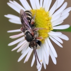 Lipotriches sp. (genus) (Halictid bee) at West Wodonga, VIC - 1 Apr 2023 by KylieWaldon