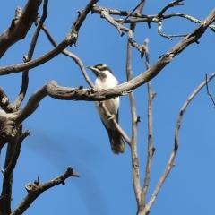 Entomyzon cyanotis (Blue-faced Honeyeater) at Wodonga, VIC - 1 Apr 2023 by KylieWaldon