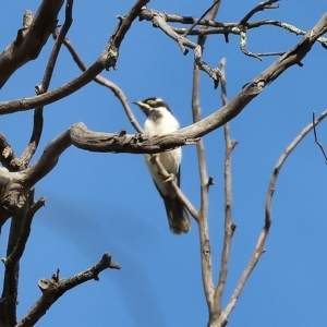 Entomyzon cyanotis at Wodonga, VIC - 1 Apr 2023