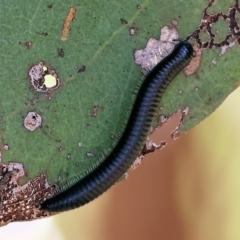 Ommatoiulus moreleti at Wodonga - 31 Mar 2023 by KylieWaldon