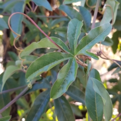 Passiflora caerulea at Campbell, ACT - 28 Mar 2023