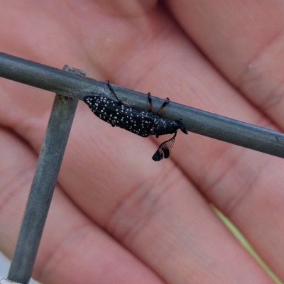 Rhipicera (Agathorhipis) femorata (Feather-horned beetle) at Albury - 1 Apr 2023 by Darcy