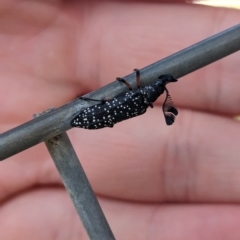 Rhipicera (Agathorhipis) femorata at North Albury, NSW - suppressed