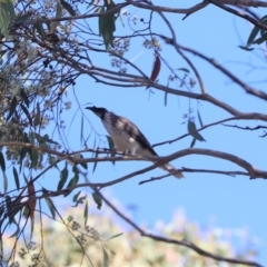 Philemon corniculatus (Noisy Friarbird) at Molonglo Valley, ACT - 23 Mar 2023 by HappyWanderer