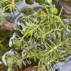 Myriophyllum lophatum at Tennent, ACT - 31 Mar 2023