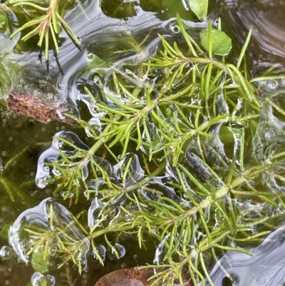 Myriophyllum lophatum (Crested Water-milfoil) at Tennent, ACT - 31 Mar 2023 by JaneR