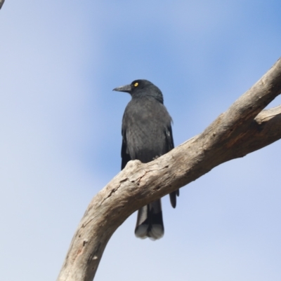 Strepera graculina (Pied Currawong) at Booth, ACT - 29 Mar 2023 by HappyWanderer