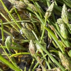 Isolepis crassiuscula (Alpine Club-rush) at Tennent, ACT - 31 Mar 2023 by JaneR