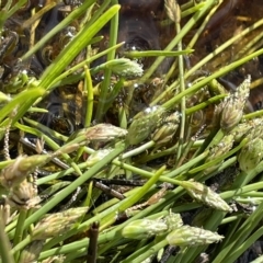 Isolepis crassiuscula at Tennent, ACT - 31 Mar 2023