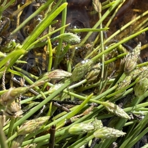 Isolepis crassiuscula at Tennent, ACT - suppressed