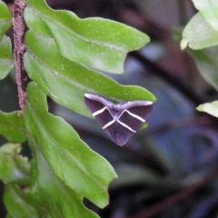 Unidentified Moth (Lepidoptera) by Gaylesp8