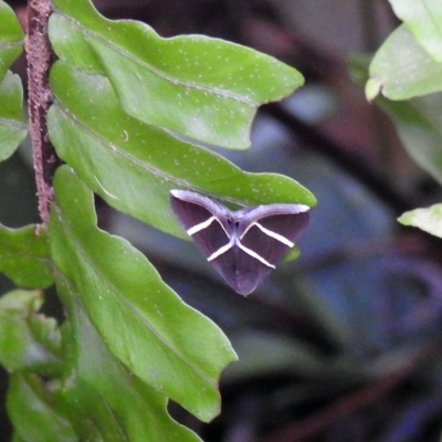 Grammodes justa (Plain Box-Owlet) at Avoca, QLD - 18 Feb 2023 by Gaylesp8