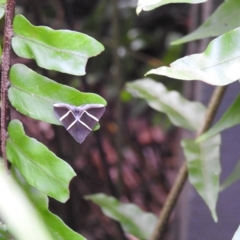 Grammodes justa at Avoca, QLD - suppressed