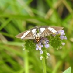 Nyctemera baulus (Asian Magpie Moth) at Avoca, QLD - 18 Feb 2023 by Gaylesp8