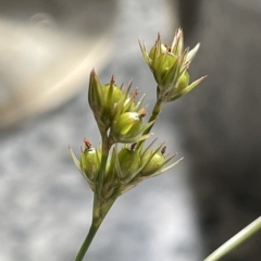 Juncus tenuis (Slender Rush) at Namadgi National Park - 31 Mar 2023 by JaneR