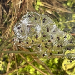 Unidentified Frog at Tennent, ACT - 31 Mar 2023 by JaneR