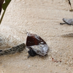 Unverified Fish at Woodgate, QLD - 2 Sep 2022 by Gaylesp8
