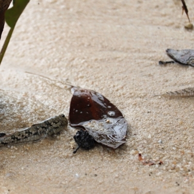 Unverified Fish at Woodgate, QLD - 2 Sep 2022 by Gaylesp8