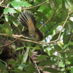 Rhipidura rufifrons (Rufous Fantail) at Acton, ACT - 2 Apr 2023 by BenW