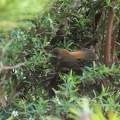 Rhipidura rufifrons at Acton, ACT - 2 Apr 2023