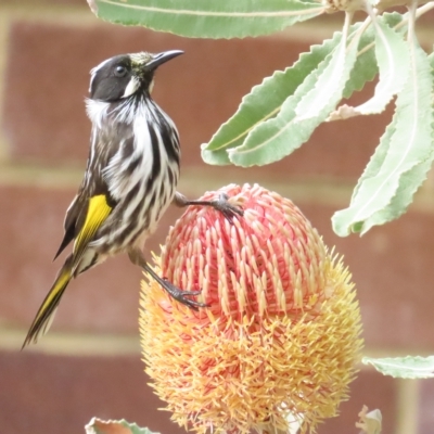 Phylidonyris novaehollandiae (New Holland Honeyeater) at ANBG - 2 Apr 2023 by TomW