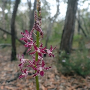 Dipodium variegatum at Woodgate, QLD - suppressed